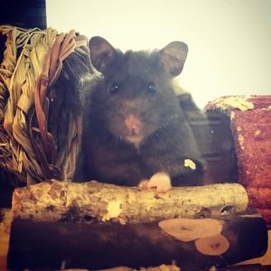 Meet your Posher, Shaina